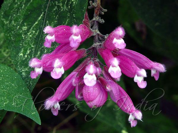 Rosebud Sage